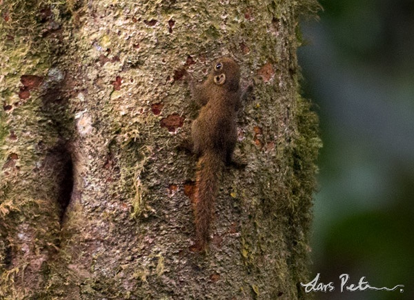 African Pygmy Squirrel